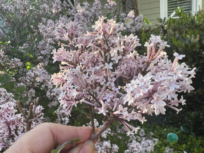 Want your garden to smell as good as it looks? These flowers can do the job